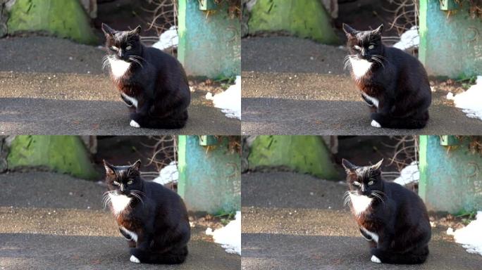 白领的黑猫坐在沥青上，抬起爪子环顾四周