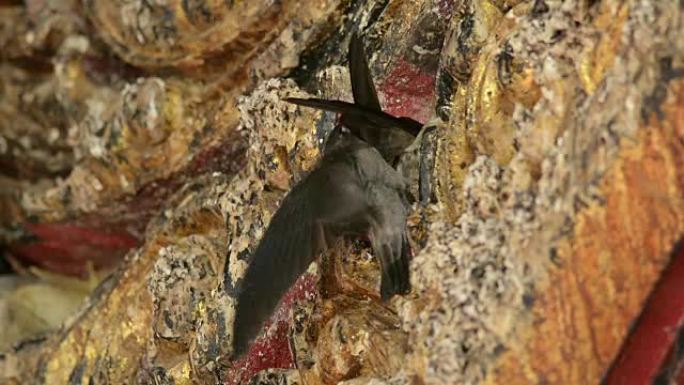 可食用的巢金丝燕在墙上筑巢，鸟类筑巢