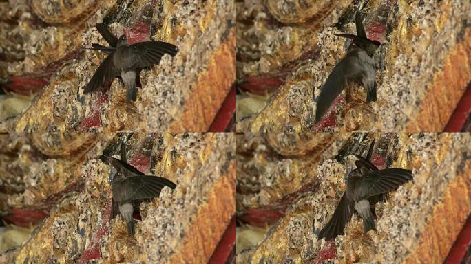 可食用的巢金丝燕在墙上筑巢，鸟类筑巢
