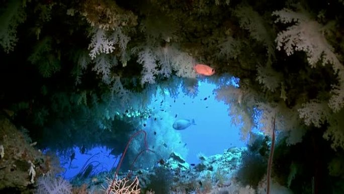 海洋珊瑚礁上五颜六色的软珊瑚丛。