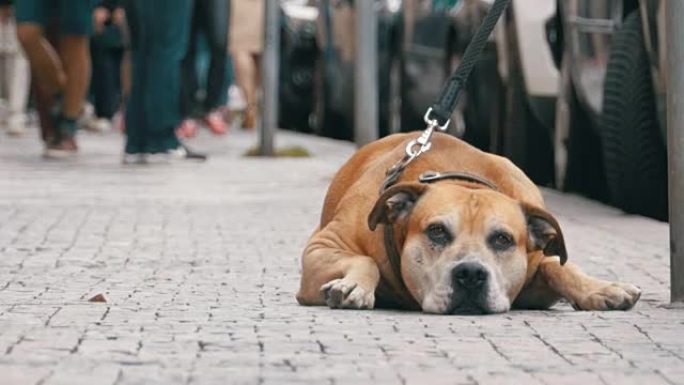 忠实的可怜的狗躺在人行道上，等待主人。人群冷漠的人的腿经过