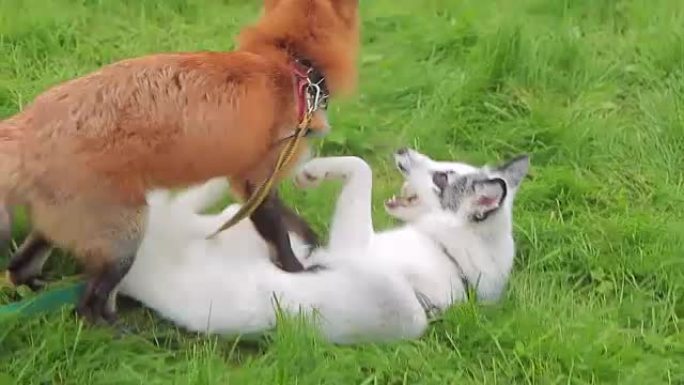 夏季下午，两只狐狸在公园的绿草地上玩耍