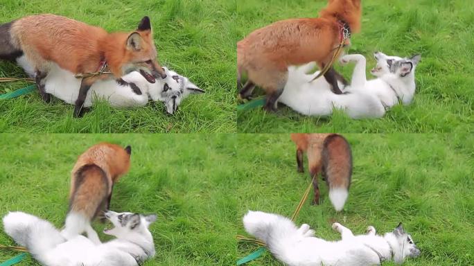 夏季下午，两只狐狸在公园的绿草地上玩耍