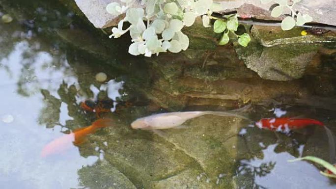 锦鲤在花园水塘游泳