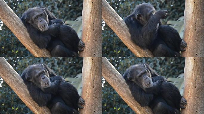 普通黑猩猩在树丛中休息