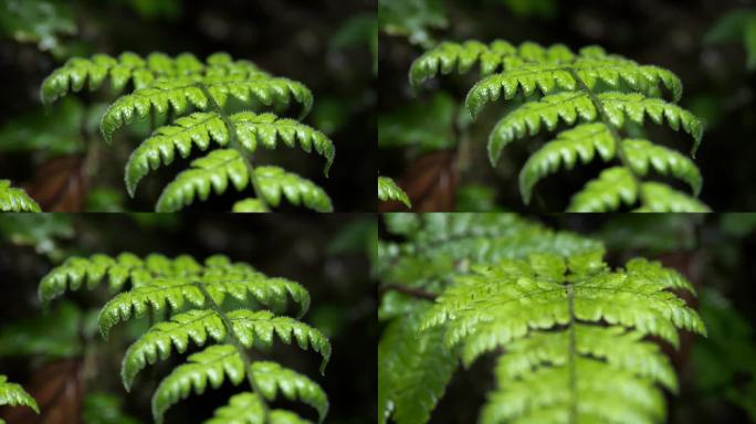 雨林微观植物绿植空镜