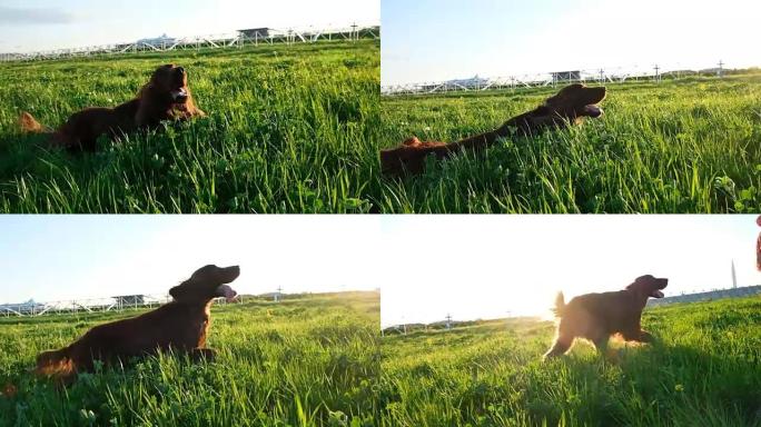 夏天日落时，快乐活跃的狗躺在草地上。爱尔兰二传手在大自然中翻滚，慢动作