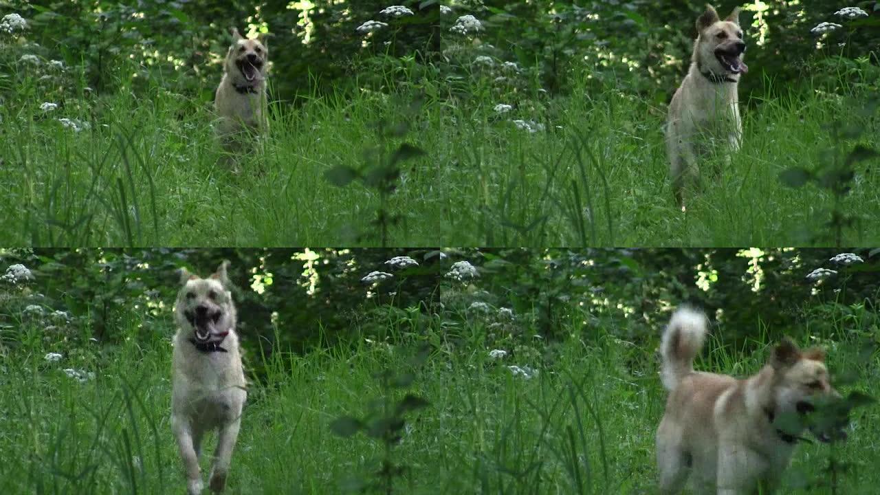 一只黄毛的狗穿过夏季森林