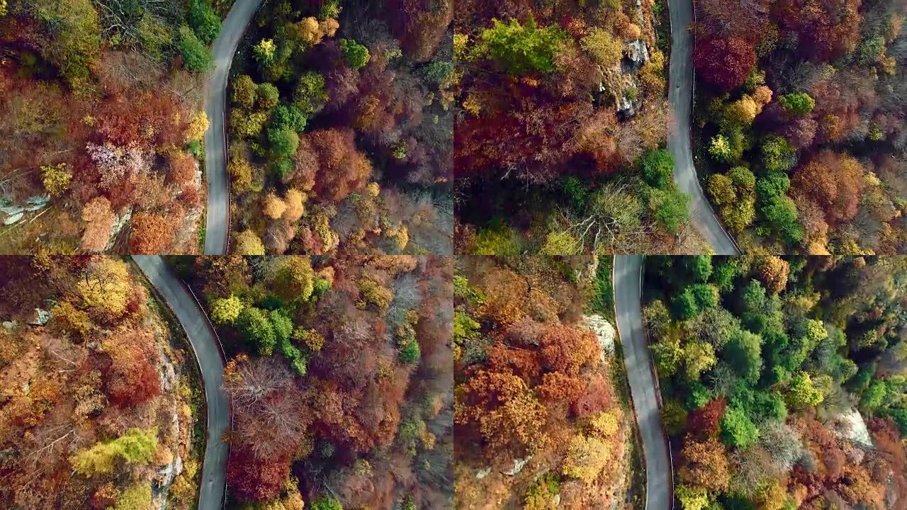 在五颜六色的乡村秋天森林中，高架空中俯视图跟随道路。秋天的橙色，绿色，黄色的红树树林。街道路径建立。