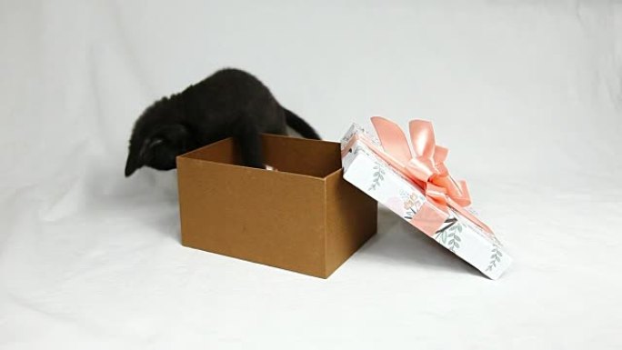 有趣的黑色小猫在礼物的盒子上玩粉红色的蝴蝶结。