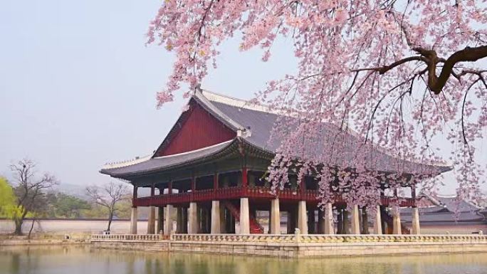韩国首尔景福宫春天的樱花。