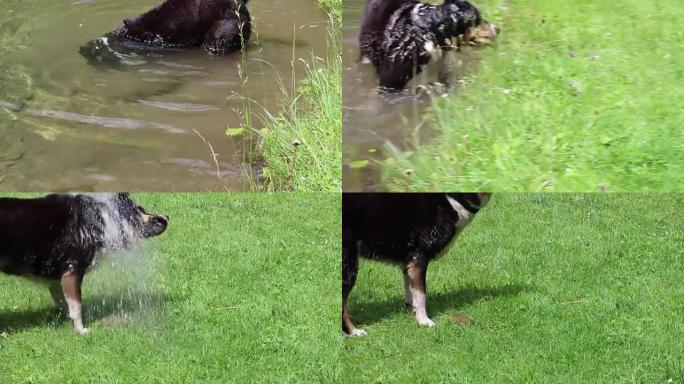 狗在石头后面潜水。有趣的狗正在寻找主人扔在湖里的石头。狗的头在水中潜水