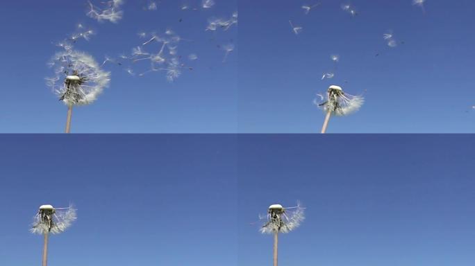 慢动作，风吹散了蓝色天空背景下白色蒲公英的种子