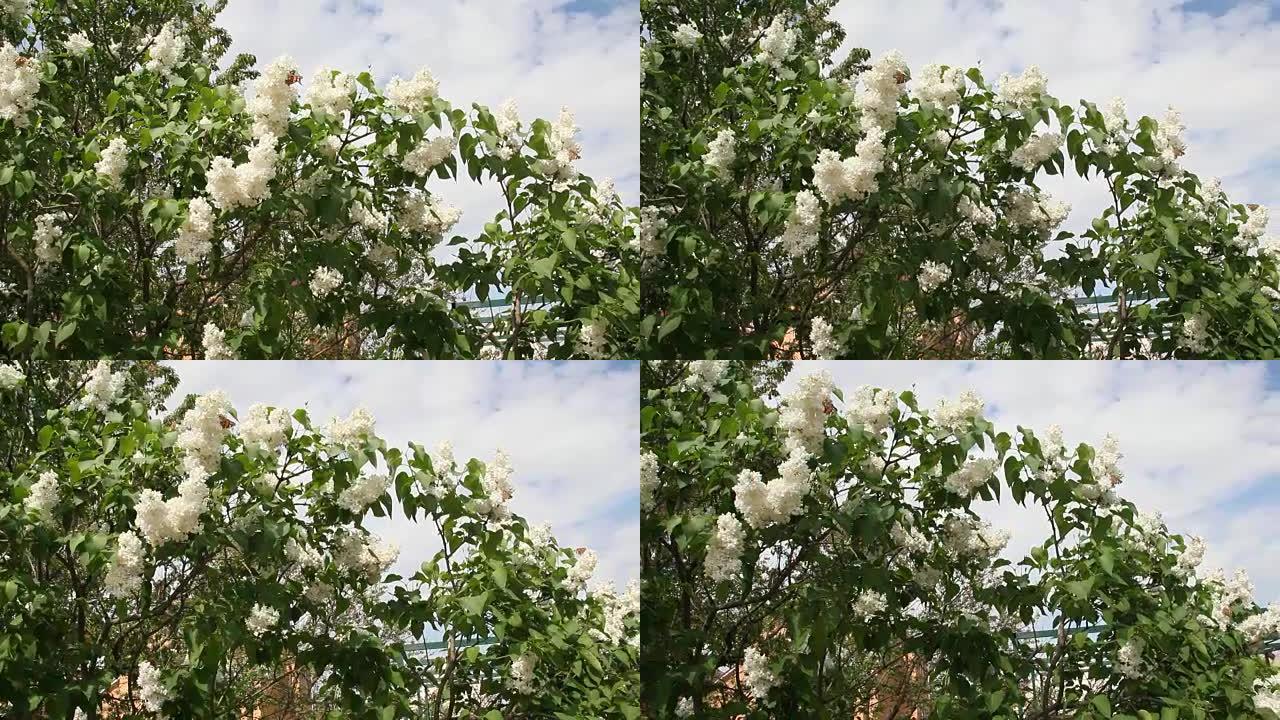 美丽的花朵白色丁香