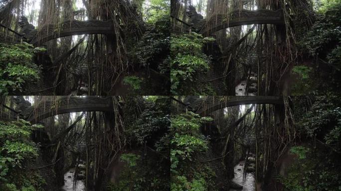 印度尼西亚巴厘岛乌布猴子森林丛林中龙的桥梁