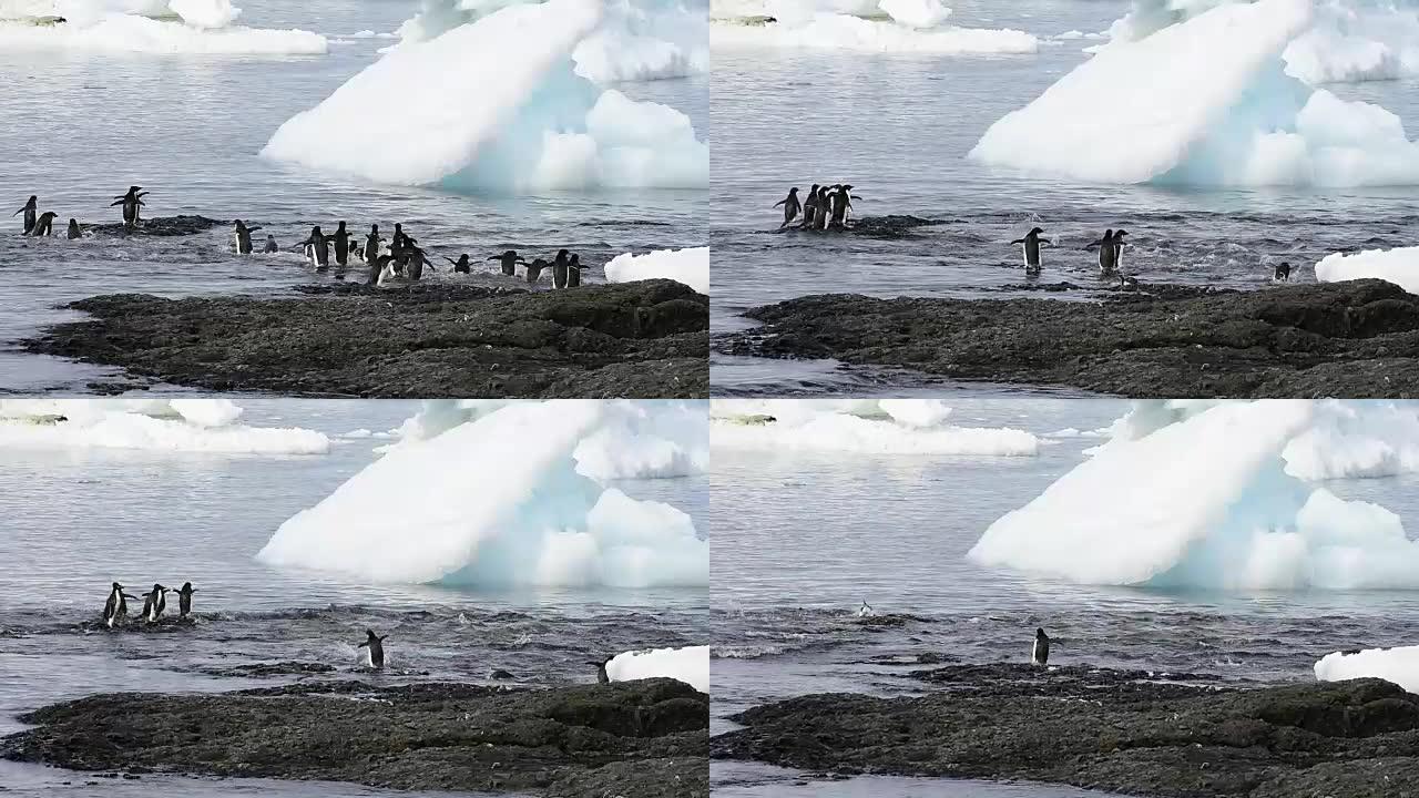 阿德利企鹅沿着海滩散步