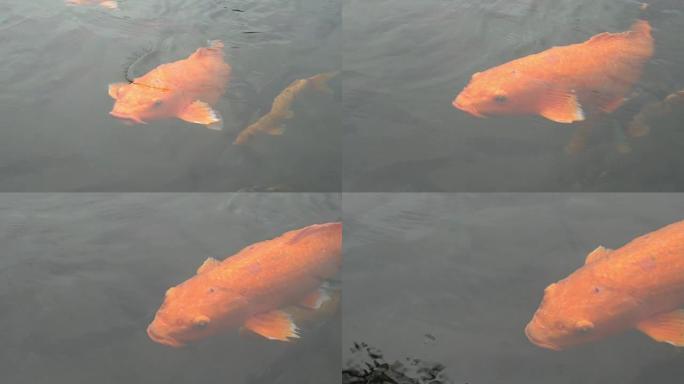 喂五颜六色的日本红鲤鱼花式鲤鱼在池塘里游泳巨大的鱼吃张开嘴特写