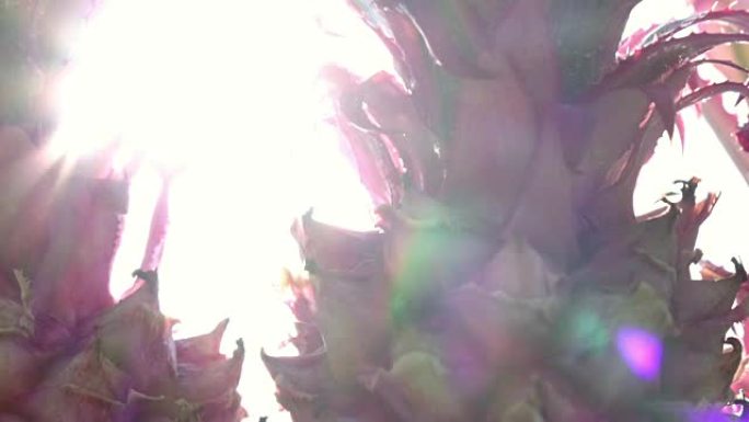 白色背景下的观赏菠萝的垂直全景，彩色的太阳光束和镜头在慢动作中耀斑。