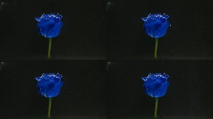 玻璃水族馆中的蓝玫瑰
