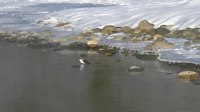 冬季阿尔泰河卡屯水中的鸟白喉北斗七星