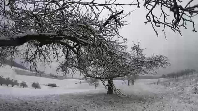 冬天的老苹果树有雪，万向节，自然公园Spessart，巴伐利亚，4k