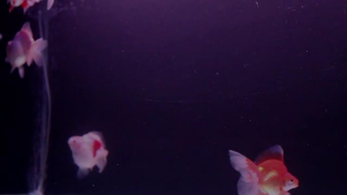 金鱼带着氧气气泡在水族馆里游泳。