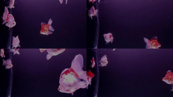 金鱼带着氧气气泡在水族馆里游泳。