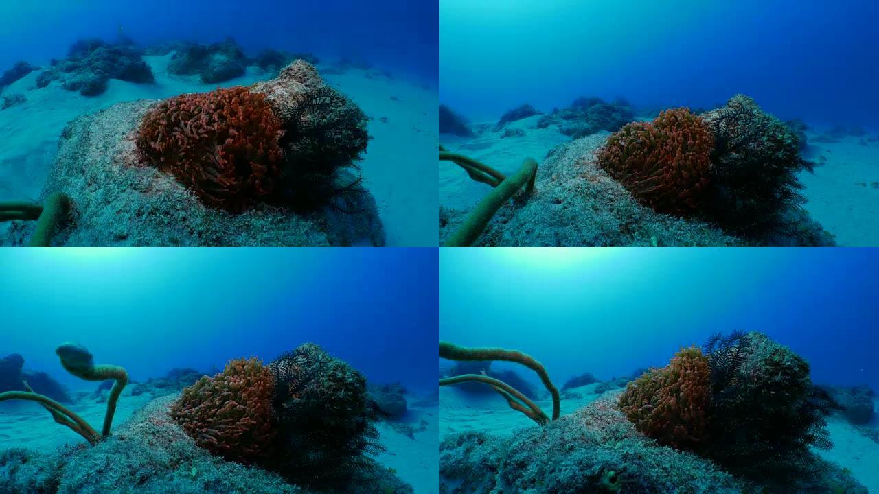 红泡尖海葵海底