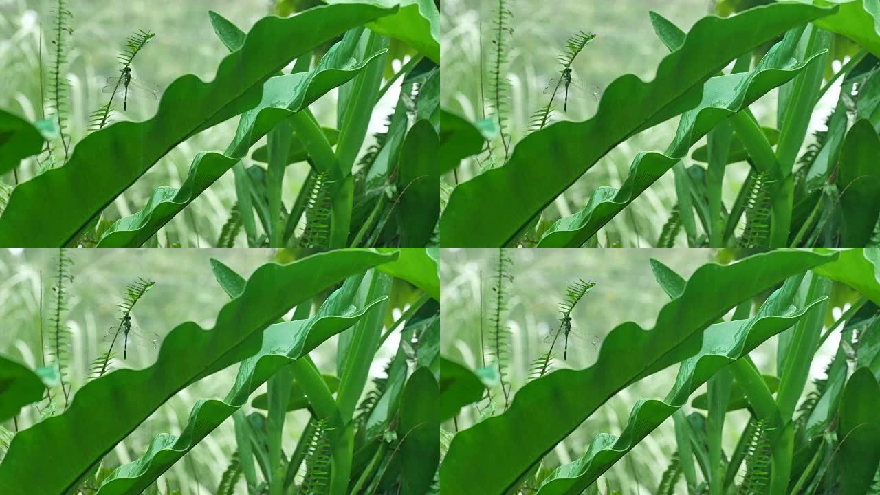 蜻蜓在蕨叶下休息