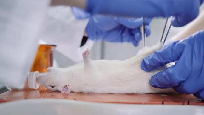 在无菌室内解剖实验鼠。动物试验