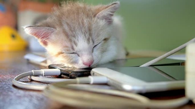 用手机充电睡觉的猫