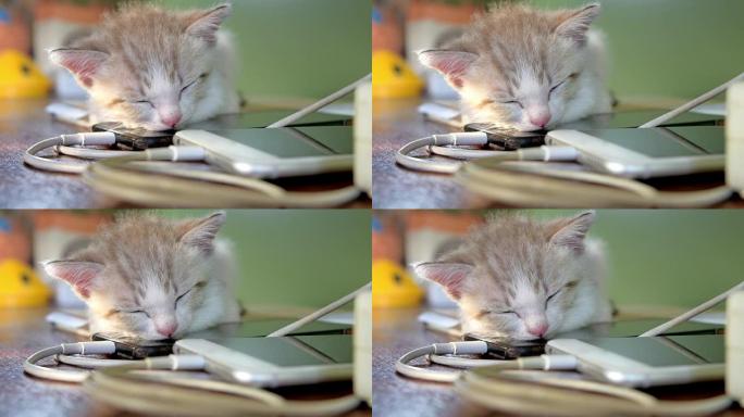 用手机充电睡觉的猫