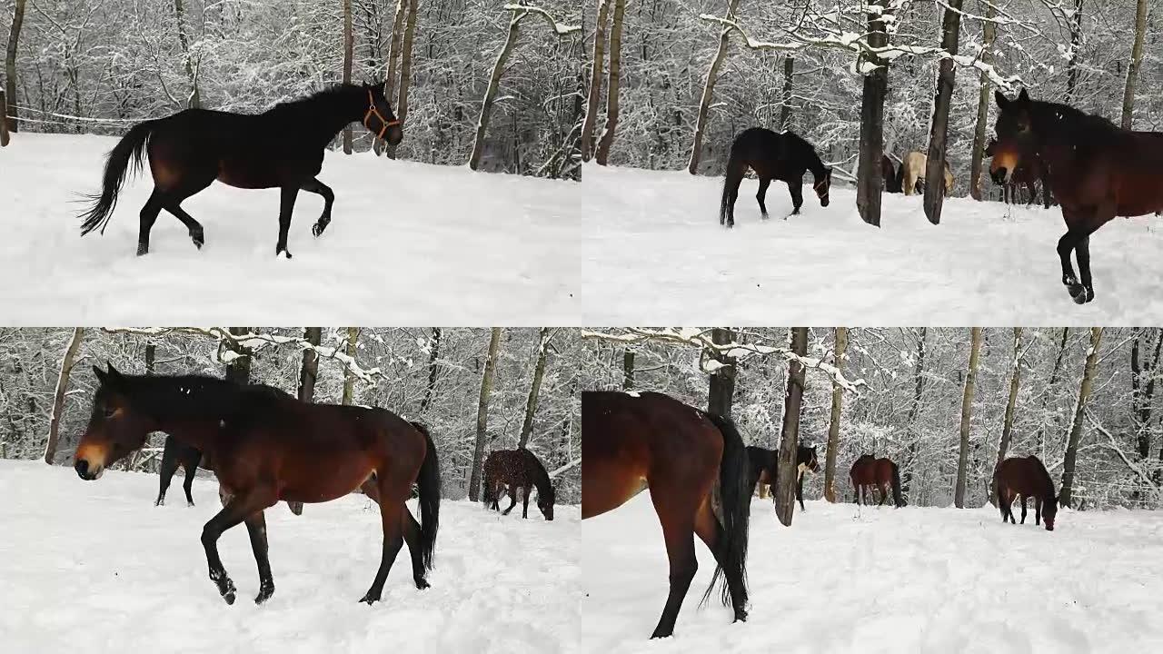 在寒冷的冬天，小马驹在白雪皑皑的草地上奔跑