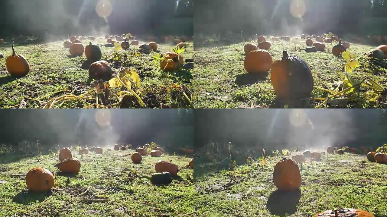 10月期间阳光照射下成熟南瓜的雾状场