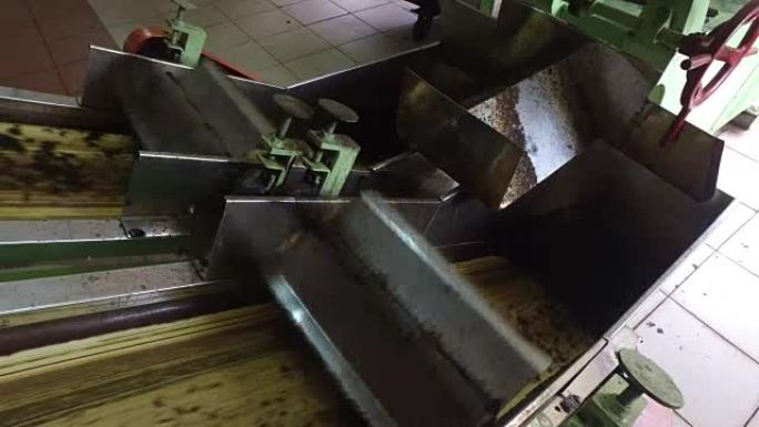 在工厂的机器输送机上移动的茶叶原料