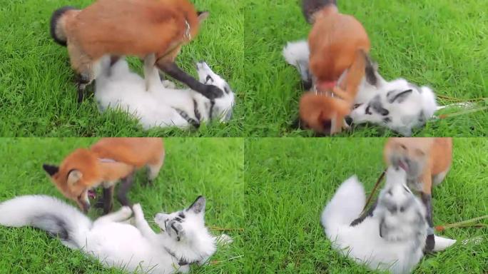 两只狐狸在绿草的草地上玩耍，在户外用皮带牵引动物