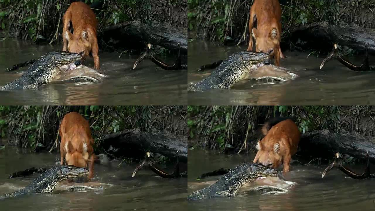 拍摄亚洲野狗在湖中吃鹿的惊人画面