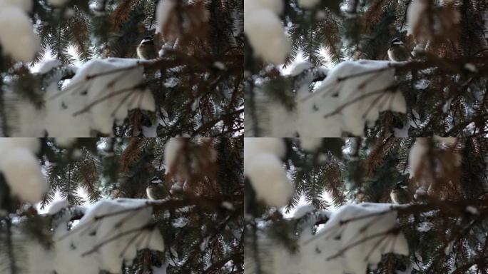 云杉上有雪的鸟Titmouse