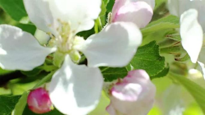 开花的苹果树。宏观拍白花在风中