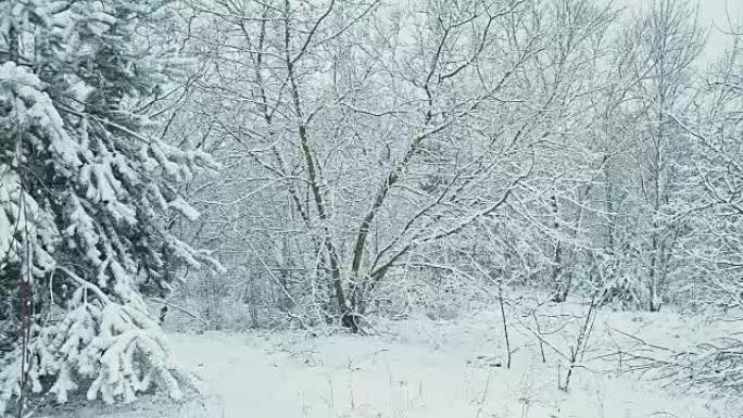 雪林中的冬季景观。
