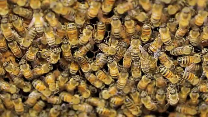 白蜂箱中的蜜蜂和蜂窝选择性聚焦
