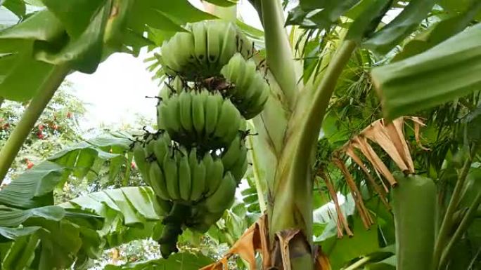 从下面看棕榈树上的大束未成熟香蕉