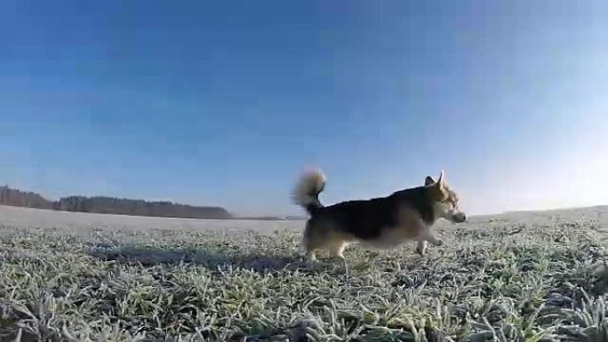 慢速射击。狗威尔士柯基·彭布罗克 (Corgi Pembroke) 奔跑，在田野上嬉戏，白霜。