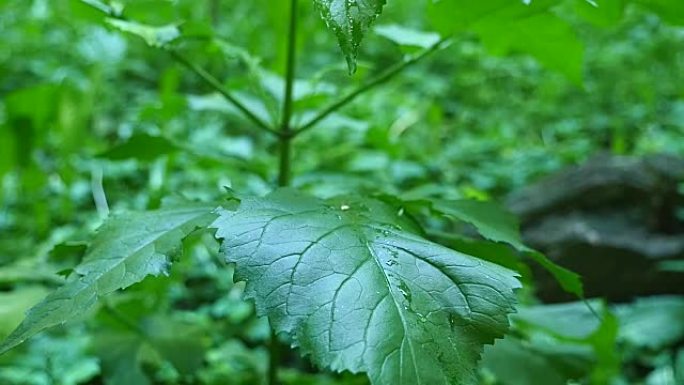 一滴雨从绿色的床单上流下来