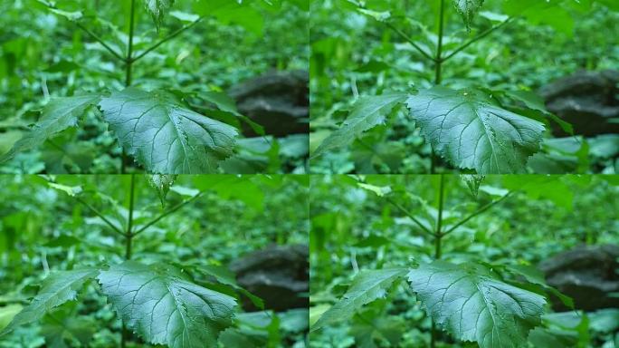 一滴雨从绿色的床单上流下来