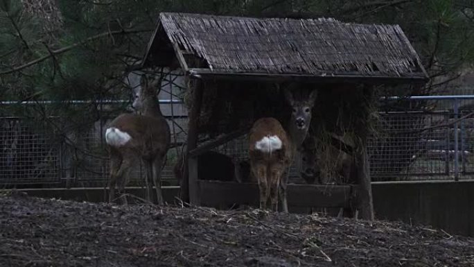 动物园公园的Deers