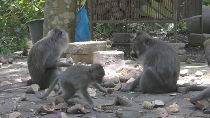 食蟹猕猴，Macaca fascicularis，又称长尾猕猴，Sangeh Monkey Fore