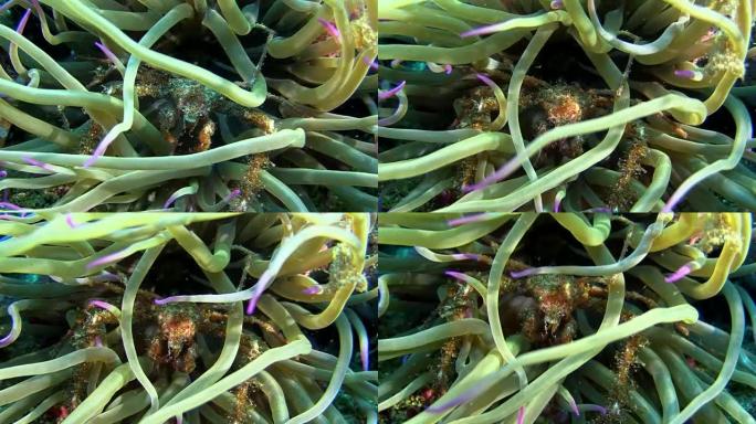 螃蟹和海葵。地中海。海底世界。潜水和浮潜。海底。色彩丰富的大海。