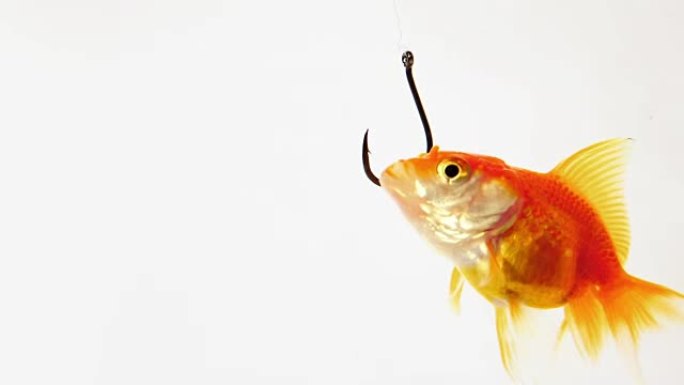 水族馆里的金鱼从钩子上吃。