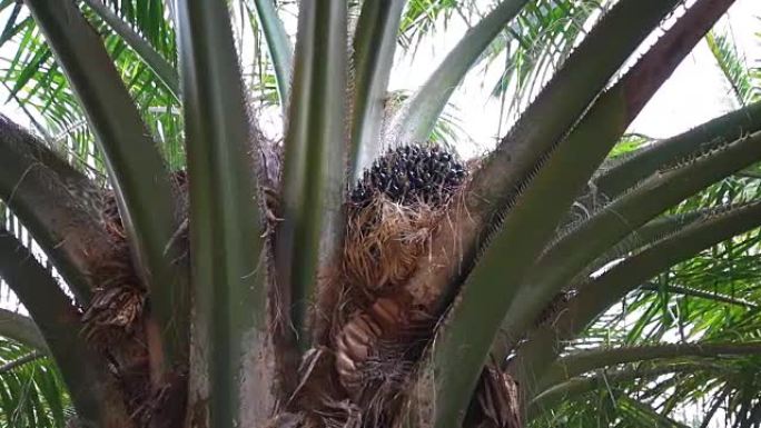 棕榈油种植园